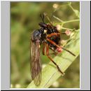 Dioctria cothurnata - Raubfliege 10.jpg